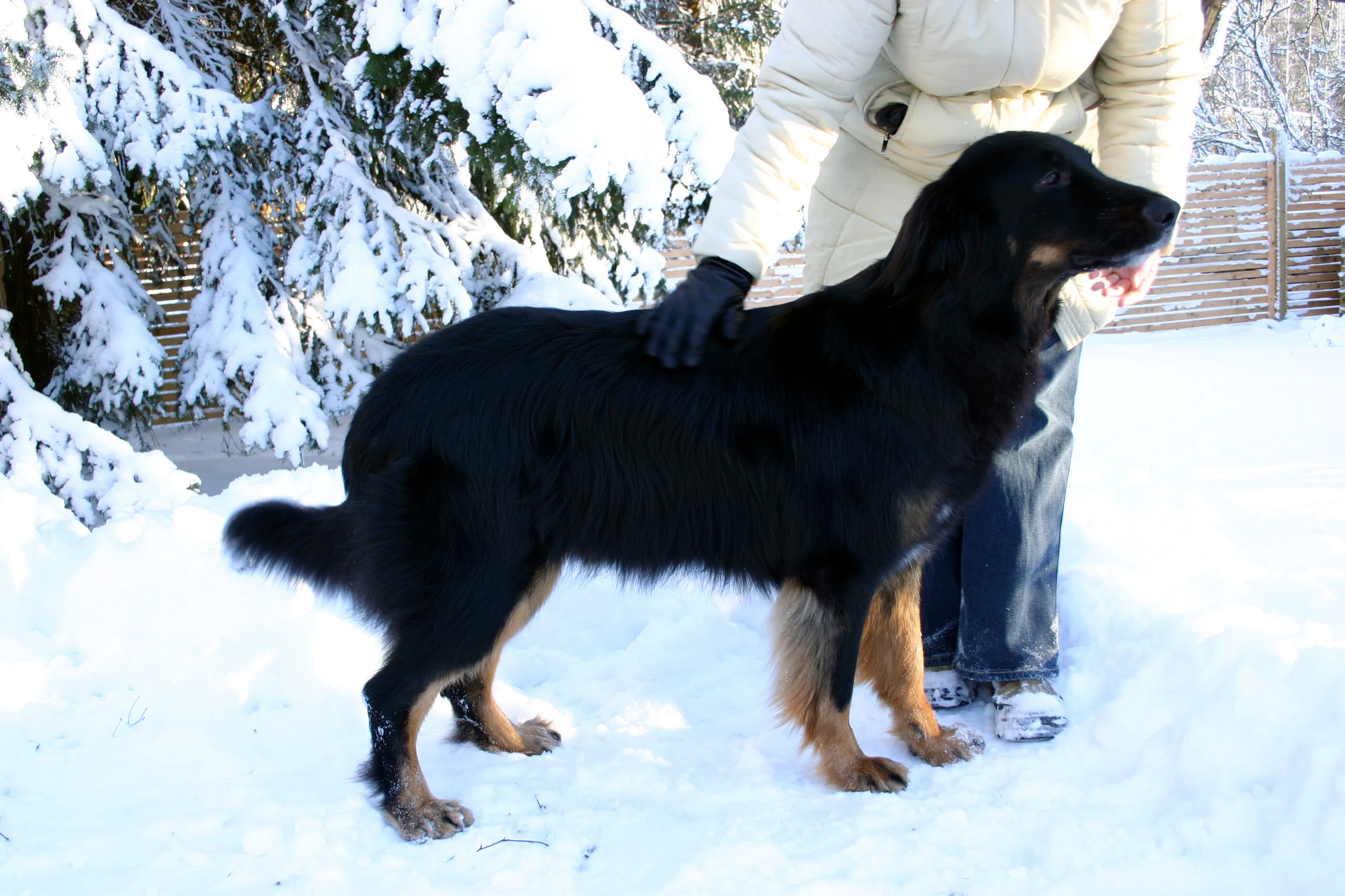 Romu, 8 years old