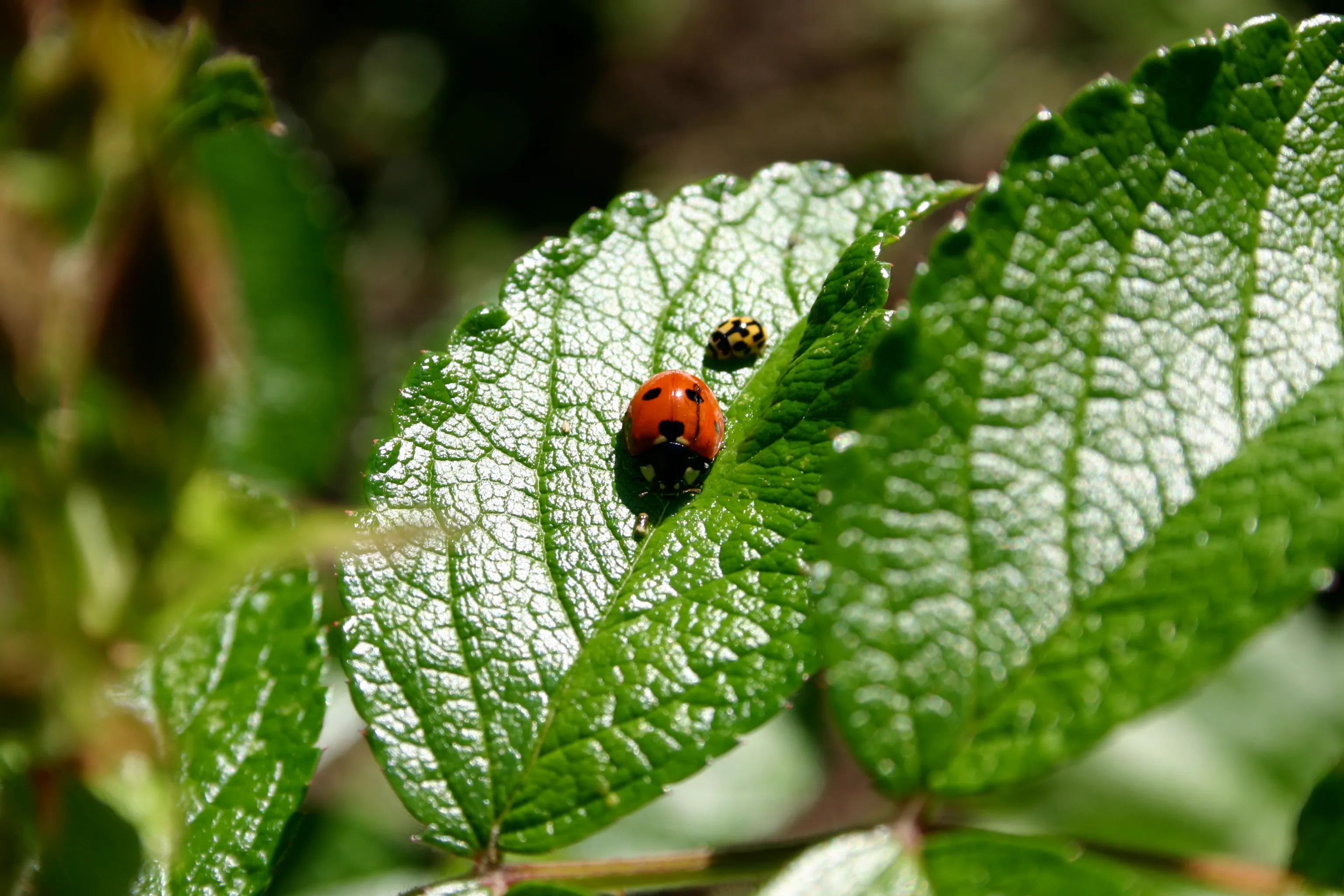 Ladybirds